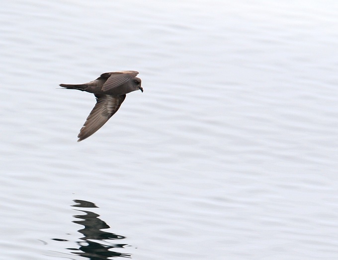 Ashy Storm-Petrel